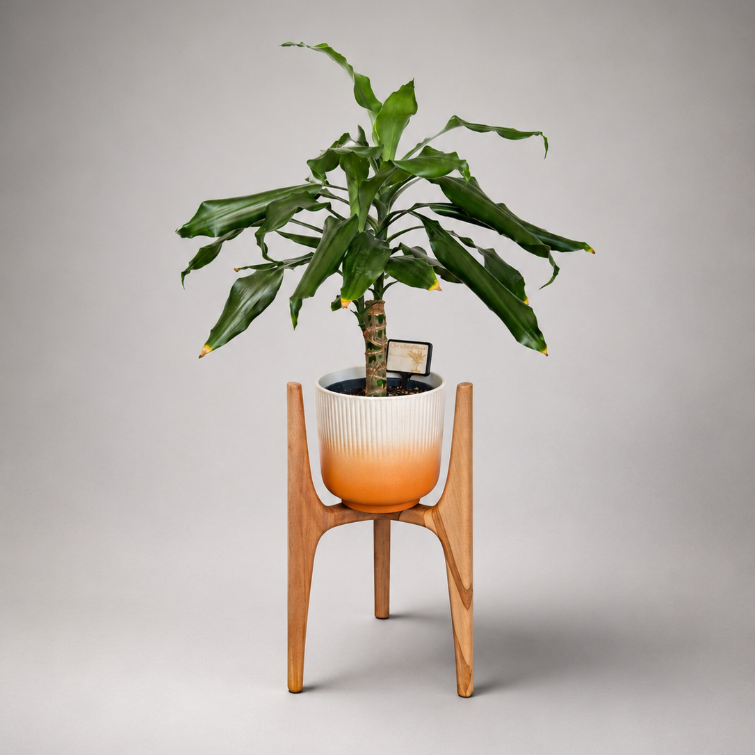 Mid-Century Modern Plant Stand – Solid Beech (Heartwood) | Size S