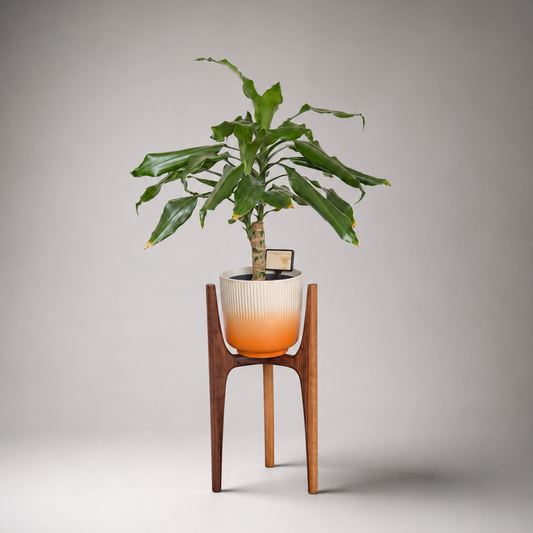 A potted green houseplant displayed on a mid-century modern wooden stand with a white and orange gradient ribbed ceramic pot, set against a neutral gray studio background.
